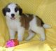 St. Bernard Puppies for sale in Chicago, IL, USA. price: NA