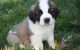 St. Bernard Puppies for sale in Covington, KY, USA. price: NA