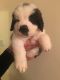 St. Bernard Puppies for sale in New York, IA 50238, USA. price: NA