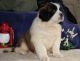 St. Bernard Puppies for sale in Lansing, MI, USA. price: NA