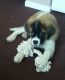 St. Bernard Puppies for sale in Middletown, OH, USA. price: NA