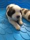 St. Bernard Puppies for sale in Goldsboro, NC, USA. price: NA