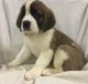St. Bernard Puppies for sale in Aliso Viejo, CA, USA. price: NA