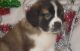 St. Bernard Puppies for sale in TX-121, Blue Ridge, TX 75424, USA. price: NA