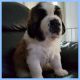 St. Bernard Puppies for sale in Castle Pines, CO 80108, USA. price: NA