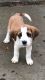St. Bernard Puppies for sale in Brookline, NH 03033, USA. price: NA