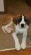St. Bernard Puppies for sale in Dayton, OH 45439, USA. price: NA