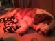 St. Bernard Puppies for sale in Hillsboro, OH 45133, USA. price: NA