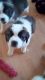 St. Bernard Puppies for sale in Bradenton, FL, USA. price: NA