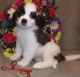 St. Bernard Puppies for sale in Idaho Falls, ID, USA. price: NA