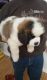 St. Bernard Puppies for sale in Arkadelphia, AR 71923, USA. price: $500