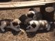 St. Bernard Puppies for sale in Homer, GA, USA. price: NA