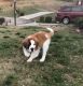 St. Bernard Puppies for sale in Knoxville, TN, USA. price: NA