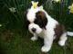 St. Bernard Puppies for sale in San Francisco, CA 94124, USA. price: NA