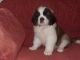 St. Bernard Puppies for sale in Mississauga, ON, Canada. price: NA