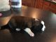 St. Bernard Puppies for sale in Cloverdale, OH 45827, USA. price: NA