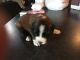 St. Bernard Puppies for sale in Cloverdale, OH 45827, USA. price: NA