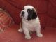 St. Bernard Puppies for sale in Bloomfield Ave, Bloomfield, CT 06002, USA. price: NA