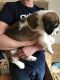 St. Bernard Puppies for sale in Michigan Ave, Inkster, MI 48141, USA. price: NA