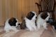 St. Bernard Puppies for sale in Alaska Range, Alaska, USA. price: NA