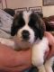 St. Bernard Puppies for sale in Branford, FL 32008, USA. price: NA