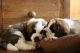 St. Bernard Puppies for sale in Palm Springs, CA 92262, USA. price: $750