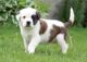St. Bernard Puppies for sale in Austin, TX, USA. price: NA