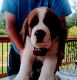 St. Bernard Puppies for sale in Athens, TN 37303, USA. price: NA