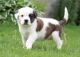 St. Bernard Puppies for sale in Glastonbury, CT, USA. price: $500