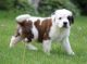 St. Bernard Puppies for sale in Bozeman, MT, USA. price: NA
