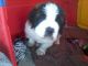 St. Bernard Puppies for sale in Bronx, NY, USA. price: NA