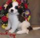 St. Bernard Puppies for sale in 10001 US-4, Whitehall, NY 12887, USA. price: NA