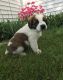 St. Bernard Puppies for sale in Brunswick, OH 44212, USA. price: NA