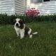St. Bernard Puppies for sale in Salem, OR, USA. price: NA
