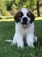 St. Bernard Puppies for sale in Abbeville, SC 29620, USA. price: $600