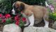 St. Bernard Puppies for sale in Los Angeles, CA 90012, USA. price: NA