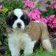St. Bernard Puppies for sale in Los Angeles, CA, USA. price: NA