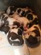 St. Bernard Puppies for sale in Browns Summit, NC 27214, USA. price: NA