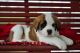 St. Bernard Puppies for sale in Nevada St, Newark, NJ 07102, USA. price: NA