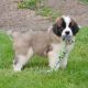 St. Bernard Puppies for sale in Vancouver, WA, USA. price: NA
