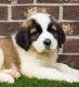 St. Bernard Puppies for sale in Beverly Hills, CA 90210, USA. price: NA