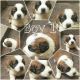 St. Bernard Puppies for sale in Utica, NE 68456, USA. price: $650