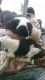 St. Bernard Puppies for sale in London, KY, USA. price: NA