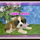 St. Bernard Puppies for sale in Canton, OH, USA. price: NA
