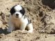 St. Bernard Puppies for sale in Boston, MA, USA. price: $650