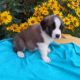 St. Bernard Puppies for sale in Canton, OH, USA. price: NA