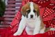St. Bernard Puppies for sale in New York, NY, USA. price: NA