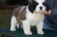 St. Bernard Puppies for sale in Boston, MA, USA. price: NA
