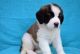 St. Bernard Puppies for sale in Seaside Heights, NJ 08751, USA. price: NA