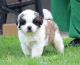 St. Bernard Puppies for sale in Williamston, MI 48895, USA. price: $500